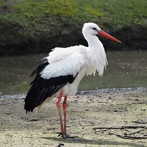 European white stork (Ciconia ciconia), 2024-05-11