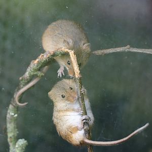 Eurasian harvest mice (Micromys minutus), 2024-05-11