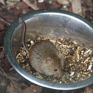 Eurasian harvest mouse (Micromys minutus), 2024-05-11