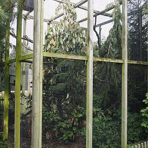 Prevost's squirrel exhibit, 2024-05-11