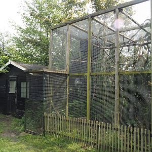 Prevost's squirrel exhibit, 2024-05-11