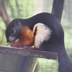 Prevost's squirrel (Callosciurus prevostii), 2024-05-11