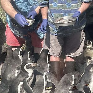 Brookfield Zoo Penguin Feeding 9/1/24