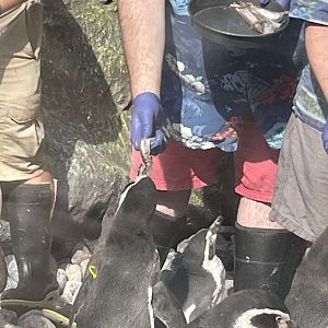 Brookfield Zoo Penguin Feeding 9/1/24