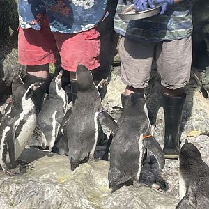 Brookfield Zoo Penguin Feeding 9/1/24
