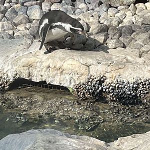 Brookfield Zoo Penguin Feeding 9/1/24
