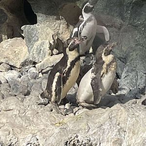 Brookfield Zoo Penguin Feeding 9/1/24