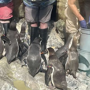 Brookfield Zoo Penguin Feeding 9/1/24