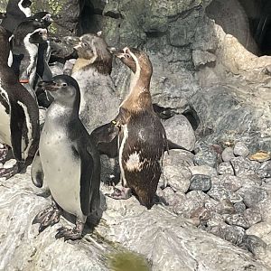 Brookfield Zoo Penguin Feeding 9/1/24