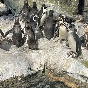 Brookfield Zoo Penguin Feeding 9/1/24