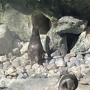 Brookfield Zoo Penguin Feeding 9/1/24