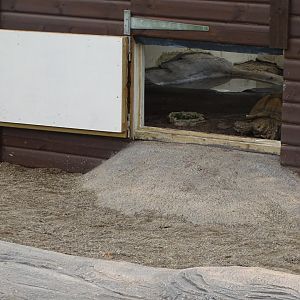 African Spurred Tortoise house, 3rd September 2024