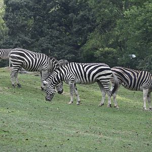 Forest's Edge - Herd of Grant's Zebra (Equus quagga boehmi)