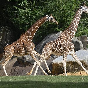 Forest's Edge - Running Giraffes
