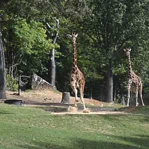 Forest's Edge - Running Giraffes