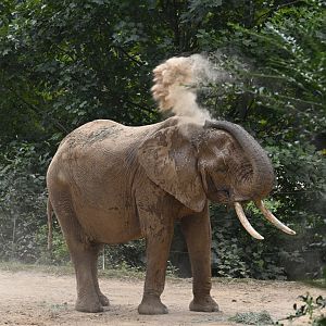 Elephant Dust Bath