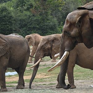 Watani Grasslands - Herd of African Elephants (Loxodonta africana)