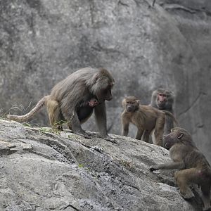 Group of Hamadryas Baboons with new baby