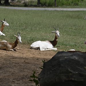 Watani Grasslands - Addra Gazelles (Nanger dama)