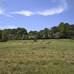 Watani Grasslands - Herd of Fringe-eared Oryx (Oryx beisa callotis)