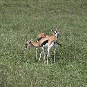 Watani Grasslands - Thomson's Gazelle (Eudorcas thomsonii)