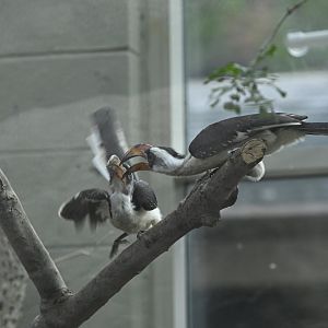 Desert - Von der Decken's Hornbills (Tockus deckeni)