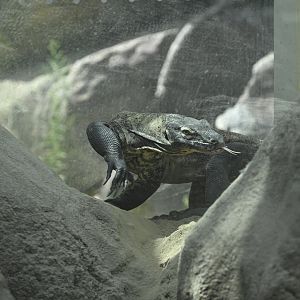 Desert - Komodo Dragon (Varanus komodoensis)