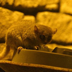 Desert - Grey Mouse Lemur (Microcebus murinus)