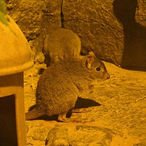 Desert - Woylie (Bettongia penicillata)