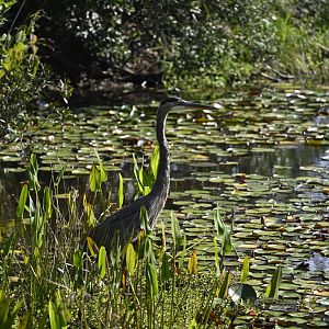 Great Blue Heron at the Marsh