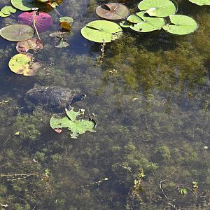 Red-eared Slider in the Marsh