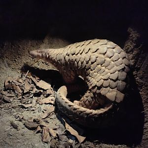 Sunda Pangolin (Manis Javanica)