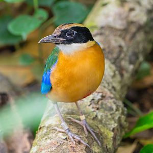 Blue Winged Pitta (Pitta Moluccensis)