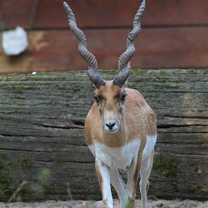 Blackbuck- September 2024