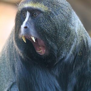 Hamlyn's Monkey- September 2024