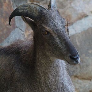 Himalayan Tahr- September 2024