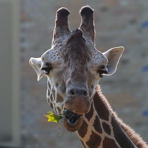 Giraffe- September 2024