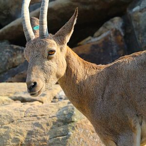 Siberian Ibex- September 2024