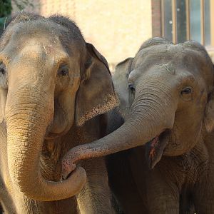 Asian Elephants- September 2024