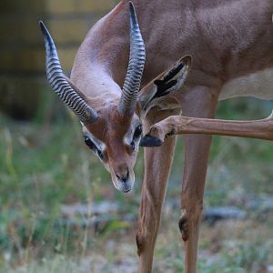Berlin Zoo's only Southern Gerenuk- September 2024