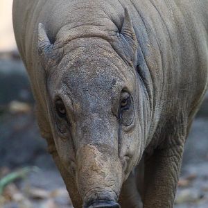 Female Sulawesi Babirusa- September 2024