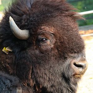 American Bison- September 2024