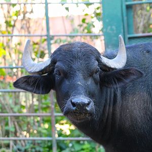 South European (Domestic) Water Buffalo- September 2024