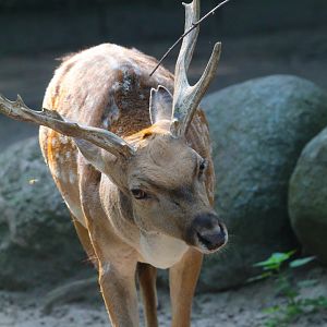 Persian Fallow Deer- September 2024