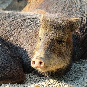 Southern White Lipped Peccary- September 2024