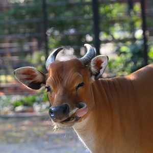 Female Javan Banteng- September 2024