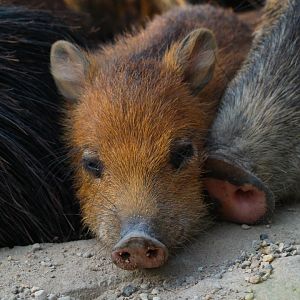 Southern White Lipped Peccary Piglet- September 2024