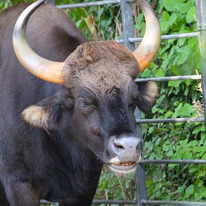 Indian Gaur- September 2024