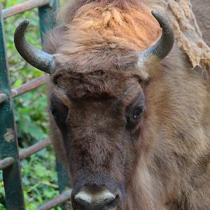 European Bison- September 2024