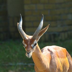 Male Southern Gerenuk- September 2024